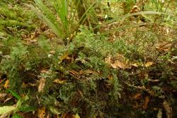 Hymenophyllum sanguinolentum. Plants growing on a rotten branch 
 Image: L.R. Perrie © Te Papa 2011 CC BY-NC 3.0 NZ